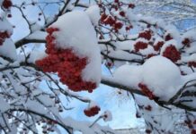 День Амвросия, 20 декабря: народные приметы и поверья подскажут, что нельзя делать сегодня