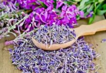 Популярные лекарственные травы