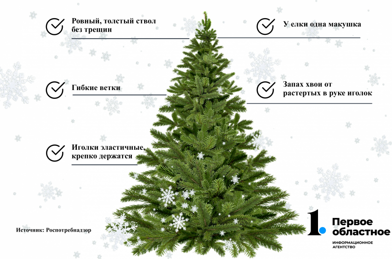 Инструкция: как выбрать живую елку на Новый год