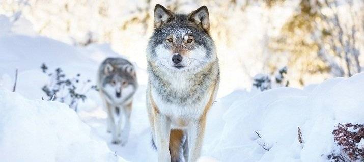 <br />
Юрьев день 9 декабря: почему на Руси избегали встречи с волками и не ходили на охоту в лес                