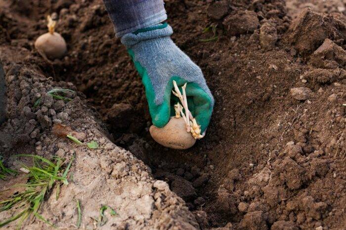 <br />
Как садить картошку по-белорусски для щедрого урожая: 3 правила посадки «наоборот»                