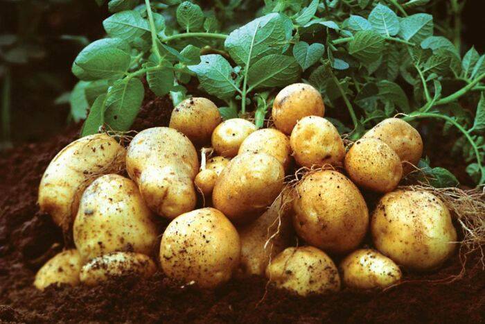 <br />
Как садить картошку по-белорусски для щедрого урожая: 3 правила посадки «наоборот»                