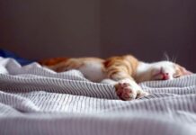 Как улучшить сон: эффективные способы борьбы с бессонницей