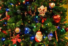 Когда стоит покупать живую елку на Новый год, чтобы не осыпалась