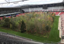 Лес на стадионе