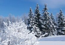 Митрофанов день 6 декабря: как в сильную метель находили дорогу домой и предсказывали судьбу по поведению пауков