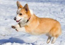 Новогодний подарок от депутата: Александр Толмачев исполнил давнюю мечту 11-летней девочки