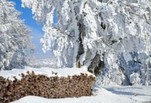 Почему на Спиридона Солнцеворота 25 декабря нельзя работать и как на Руси определяли погоду на Новый год