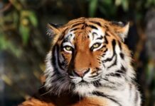 Представителей каких трех знаков зодиака испытает на прочность хозяин 2022 года Водяной Тигр