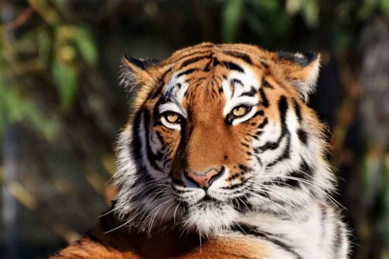 <br />
Представителей каких трех знаков зодиака испытает на прочность хозяин 2022 года Водяной Тигр                