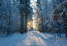 Прокопьев день 5 декабря: что наши предки пытались найти в лесу и почему не давали деньги в долг