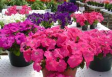 Когда можно сажать петунию на рассаду в 2022 году, чтобы вырастить красивые и здоровые цветы