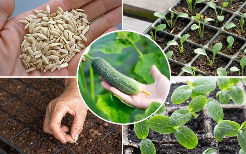 Когда сажать огурцы на рассаду в 2022 году по лунному календарю, рекомендации по подготовке и посеву семян