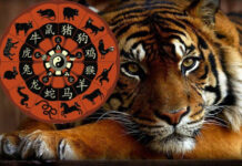 Кому повезет в 2022 году по году рождения, кто заслужит благоволение Тигра на весь год