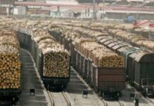 Начали действовать повышенные ставки на экспорт российской древесины за границу