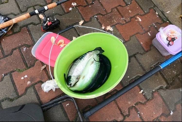 <br />
Неожиданная рыбалка: в открытом море рядом с Сочи была поймана радужная форель                
