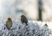 Почему на Игнатьев день 2 января проводили крестный ход вокруг дома, а праздник называли «яблочным»