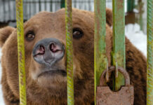Почему женщина бросила своего ребенка в вольер к медведю в Ташкентском зоопарке, всё ли в порядке с девочкой