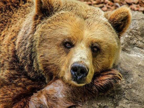 Почему женщина бросила своего ребенка в вольер к медведю в Ташкентском зоопарке, всё ли в порядке с девочкой