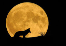 Полнолуние 16 февраля 2022: как Снежная Луна во Льве может повлиять на вашу жизнь