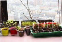 Посевной лунный календарь на январь—февраль 2022 года, благоприятные и неблагоприятные дни