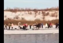 Прорвавшаяся к лебедям толпа российских туристов провалилась под лёд