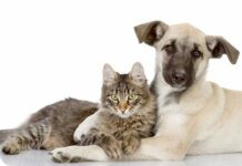 Штраф за голодную кошку: в Госдуме рассмотрят законопроект против нерадивых хозяев