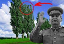 Зачем в СССР в городах и вдоль трасс высаживали тополя, от которых так много пуха