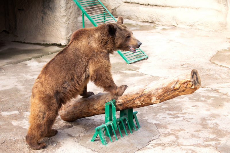 Женщина сбросила в вольер зоопарка 3-х летнюю дочь но медведь не тронул ребенка