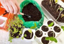 Что можно посадить в марте 2022 года в открытый грунт на юге России и на Кубани