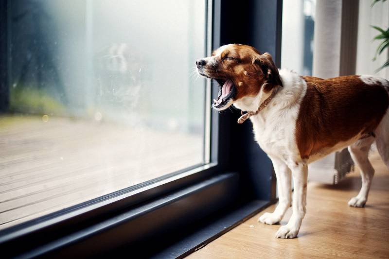 <br />
Как отучить собаку лаять в квартире: действенные методики                