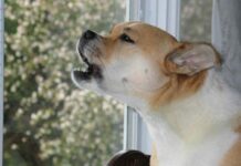 Как отучить собаку лаять в квартире: действенные методики