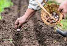 Какие дни самые благоприятные для посадки в феврале 2022 года