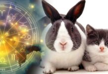 Какой год по Восточному календарю придет на смену 2022 году Тигра, когда это произойдет