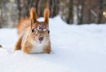 Какой сегодня праздник, 15 февраля 2022 года отмечают в России и в мире