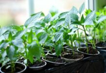 Лучшие кустарники для ландшафтного дизайна