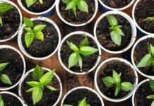 Лунный посевной календарь на февраль 2022: благоприятные дни для посадки семян