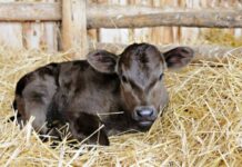 Народный праздник Вукола Телятник 19 февраля: главные традиции и запреты дня