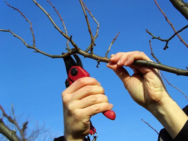Обрезка плодовых деревьев в феврале 2022 года, календарь садовода для выполнения различных работ