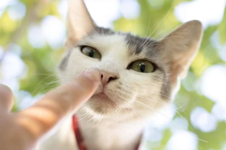 <br />
Отличный способ подружиться с любой кошкой: как в этом поможет наука                