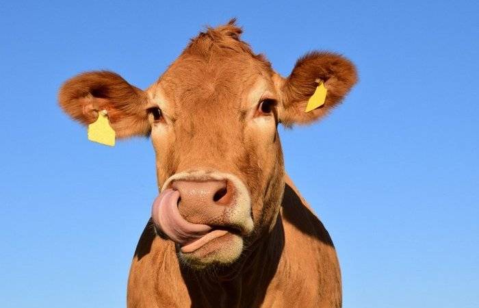 <br />
Почему мясо коровы и быка принято называть «говядиной»                