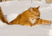 Почему на Руси Трифонов день, отмечаемый 14 февраля, прозвали Трифоном-Мышегоном