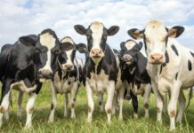 Почему в России так много молока, если на полях и лугах почти не встретить пасущихся коров