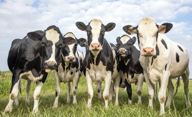 <br />
Почему в России так много молока, если на полях и лугах почти не встретить пасущихся коров                