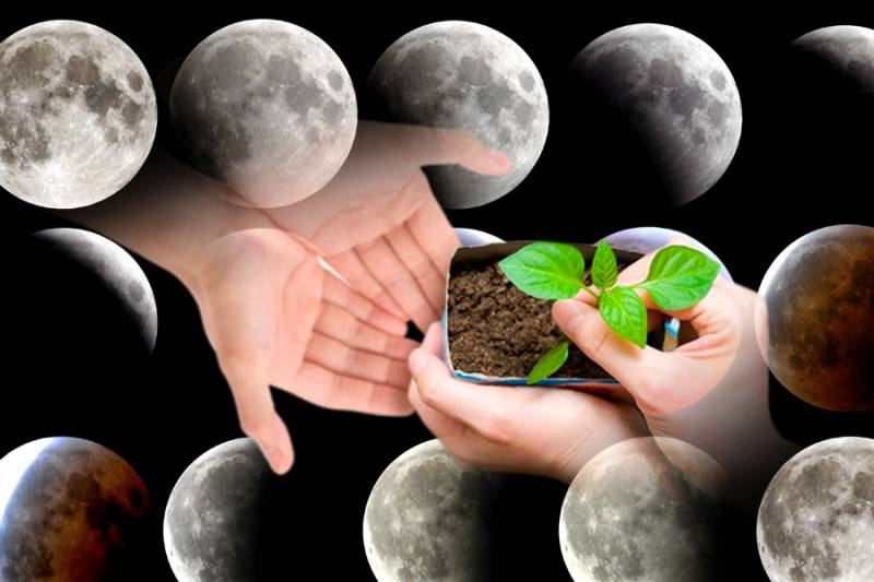 <br />
Посевной календарь садовода и огородника 2022: благоприятные и неблагоприятные лунные дни                