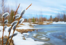 Прогноз погоды на весну 2022 года в Москве от Романа Вильфанда и по народным приметам