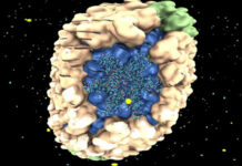 В США женщина полностью вылечилась от ВИЧ после лечения пуповинной кровью