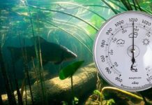 Влияние магнитных бурь на клев рыбы