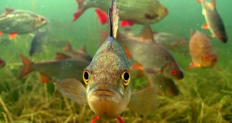 <br />
Влияние магнитных бурь на клев рыбы                
