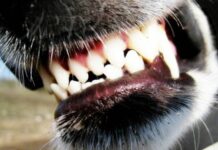 Жертвой стаи диких собак в Переславле-Залесском стала 35-летняя Светлана Спиридонова